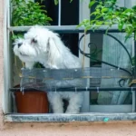 Matching a Dog Breed to Urban Apartment Life What Actually Works