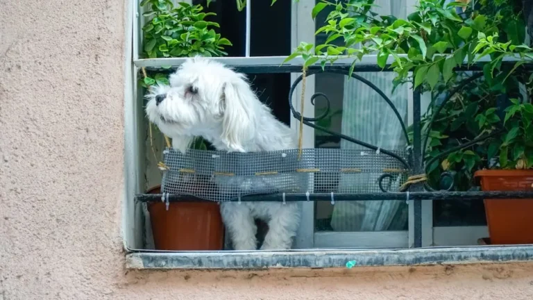 Matching a Dog Breed to Urban Apartment Life What Actually Works